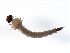  ( - 09PROBE-02810)  @12 [ ] CreativeCommons - Attribution (2009) Unspecified Centre for Biodiversity Genomics