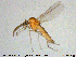  (Stilobezzia ochracea - MM-Cer105)  @13 [ ] Creative Commons  Attribution Non-Commercial Share-Alike (2020) NTNU University Museum, Department of Natural History NTNU University Museum, Department of Natural History