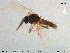  ( - MM-Cer125)  @11 [ ] Creative Commons  Attribution Non-Commercial Share-Alike (2020) NTNU University Museum, Department of Natural History NTNU University Museum, Department of Natural History