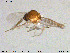  ( - MM-Cer130)  @11 [ ] Creative Commons  Attribution Non-Commercial Share-Alike (2020) NTNU University Museum, Department of Natural History NTNU University Museum, Department of Natural History