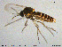  ( - MM-Cer131)  @11 [ ] Creative Commons  Attribution Non-Commercial Share-Alike (2020) NTNU University Museum, Department of Natural History NTNU University Museum, Department of Natural History