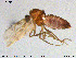  ( - MM-Cer135)  @11 [ ] Creative Commons  Attribution Non-Commercial Share-Alike (2020) NTNU University Museum, Department of Natural History NTNU University Museum, Department of Natural History