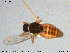  (Atrichopogon forcipatus - MM-Cer142)  @11 [ ] Creative Commons  Attribution Non-Commercial Share-Alike (2020) NTNU University Museum, Department of Natural History NTNU University Museum, Department of Natural History