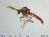 ( - MM-Cer145)  @11 [ ] Creative Commons  Attribution Non-Commercial Share-Alike (2020) NTNU University Museum, Department of Natural History NTNU University Museum, Department of Natural History