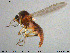  ( - MM-Cer186)  @11 [ ] Creative Commons  Attribution Non-Commercial Share-Alike (2020) NTNU University Museum, Department of Natural History NTNU University Museum, Department of Natural History