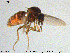  (Atrichopogon sp. 7ES - MM-Cer197)  @11 [ ] Creative Commons  Attribution Non-Commercial Share-Alike (2020) NTNU University Museum, Department of Natural History NTNU University Museum, Department of Natural History