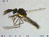  ( - MM-Cer202)  @11 [ ] Creative Commons  Attribution Non-Commercial Share-Alike (2020) NTNU University Museum, Department of Natural History NTNU University Museum, Department of Natural History