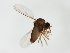  ( - MM-Cer283)  @11 [ ] by-nc-sa (2020) Unspecified Tromsø University Museum