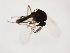  (Atrichopogon pavidus - MM-Cer287)  @11 [ ] by-nc-sa (2020) Unspecified Tromsø University Museum