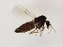  (Ceratoculicoides - MM-Cer298)  @11 [ ] by-nc-sa (2020) Unspecified Tromsø University Museum