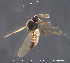  (Atrichopogon sp. 9ES - MM-Cer309)  @11 [ ] Creative Commons  Attribution Non-Commercial Share-Alike (2021) NTNU University Museum, Department of Natural History NTNU University Museum, Department of Natural History