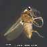  (Atrichopogon maculatus - MM-Cer316)  @11 [ ] Creative Commons  Attribution Non-Commercial Share-Alike (2021) NTNU University Museum, Department of Natural History NTNU University Museum, Department of Natural History