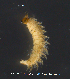  (Atrichopogon sp. 8ES - MM-Cer336)  @11 [ ] Creative Commons  Attribution Non-Commercial Share-Alike (2021) NTNU University Museum, Department of Natural History NTNU University Museum, Department of Natural History
