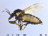  (Forcipomyia sp. 17ES - MM-Cer47)  @11 [ ] CreativeCommons - Attribution Non-Commercial Share-Alike (2019) Unspecified NTNU University Museum