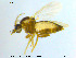  ( - MM-Cer77)  @11 [ ] CreativeCommons - Attribution Non-Commercial Share-Alike (2019) Unspecified NTNU University Museum