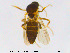  (Forcipomyia sp. 18ES - MM-Cer85)  @11 [ ] CreativeCommons - Attribution Non-Commercial Share-Alike (2019) Unspecified NTNU University Museum