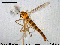  ( - MM-CH02)  @12 [ ] CreativeCommons - Attribution Share-Alike (2019) NTNU Museum of Natural History and Archaeology NTNU University Museum, Department of Natural History