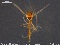  ( - MM-CH05)  @11 [ ] CreativeCommons - Attribution Share-Alike (2019) NTNU Museum of Natural History and Archaeology NTNU University Museum, Department of Natural History