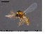 ( - MM-CH06)  @11 [ ] CreativeCommons - Attribution Share-Alike (2019) NTNU Museum of Natural History and Archaeology NTNU University Museum, Department of Natural History
