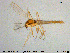  ( - MM-CH106)  @11 [ ] Creative Commons  Attribution Non-Commercial Share-Alike (2020) NTNU University Museum, Department of Natural History NTNU University Museum, Department of Natural History