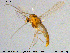  ( - MM-CH107)  @11 [ ] Creative Commons  Attribution Non-Commercial Share-Alike (2020) NTNU University Museum, Department of Natural History NTNU University Museum, Department of Natural History