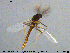  ( - MM-CH136)  @13 [ ] Creative Commons  Attribution Non-Commercial Share-Alike (2020) NTNU University Museum, Department of Natural History NTNU University Museum, Department of Natural History
