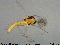  ( - MM-CH16)  @11 [ ] CreativeCommons - Attribution Share-Alike (2019) NTNU Museum of Natural History and Archaeology NTNU University Museum, Department of Natural History