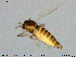  ( - MM-CH162)  @11 [ ] Creative Commons  Attribution Non-Commercial Share-Alike (2020) NTNU University Museum, Department of Natural History NTNU University Museum, Department of Natural History