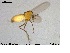  ( - MM-CH22)  @13 [ ] CreativeCommons - Attribution Share-Alike (2019) NTNU Museum of Natural History and Archaeology NTNU University Museum, Department of Natural History