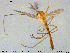  ( - MM-CH226)  @11 [ ] Creative Commons  Attribution Non-Commercial Share-Alike (2020) NTNU University Museum, Department of Natural History NTNU University Museum, Department of Natural History