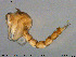  ( - MM-CH238)  @11 [ ] Creative Commons  Attribution Non-Commercial Share-Alike (2020) NTNU University Museum, Department of Natural History NTNU University Museum, Department of Natural History