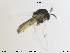  (Corynoneura doriceni - MM-CH35)  @11 [ ] CreativeCommons - Attribution Share-Alike (2019) NTNU Museum of Natural History and Archaeology NTNU Museum of Natural History and Archaeology