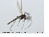  ( - MM-CH41)  @11 [ ] CreativeCommons - Attribution Share-Alike (2019) NTNU Museum of Natural History and Archaeology NTNU Museum of Natural History and Archaeology