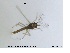  (Neozavrelia sp. 1ES - MM-CH46)  @11 [ ] CreativeCommons - Attribution Share-Alike (2019) NTNU Museum of Natural History and Archaeology NTNU Museum of Natural History and Archaeology