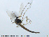  (Sergentia prima - MM-CH74)  @13 [ ] CreativeCommons - Attribution Share-Alike (2019) NTNU Museum of Natural History and Archaeology NTNU Museum of Natural History and Archaeology