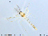 ( - MM-CH81)  @12 [ ] CreativeCommons - Attribution Share-Alike (2019) NTNU Museum of Natural History and Archaeology NTNU Museum of Natural History and Archaeology