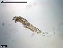  ( - MM000134_crustaceans_Harpacticoida_Canthocamptidae)  @11 [ ] © (2020) Dr. Nancy F. Mercado Salas German Center for Marine Biodiversity Research