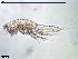  ( - MM000947_crustaceans_Harpacticoida_Neobradyidae)  @11 [ ] © (2020) Dr. Nancy F. Mercado Salas German Center for Marine Biodiversity Research