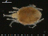  (Porolohmannella - HYDCA148)  @11 [ ] Creative Commons  Attribution Non-Commercial Share-Alike (2019) NTNU University Museum, Department of Natural History NTNU University Museum, Department of Natural History