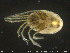  (Piona carnea - HYDCA150)  @11 [ ] Creative Commons  Attribution Non-Commercial Share-Alike (2019) NTNU University Museum, Department of Natural History NTNU University Museum, Department of Natural History