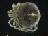  ( - HYDCA155)  @11 [ ] Creative Commons  Attribution Non-Commercial Share-Alike (2019) NTNU University Museum, Department of Natural History NTNU University Museum, Department of Natural History