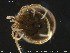  ( - HYDCA163)  @11 [ ] Creative Commons  Attribution Non-Commercial Share-Alike (2019) NTNU University Museum, Department of Natural History NTNU University Museum, Department of Natural History