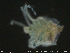  (Piona variabilis - HYDCA188)  @11 [ ] Creative Commons  Attribution Non-Commercial Share-Alike (2019) NTNU University Museum, Department of Natural History NTNU University Museum, Department of Natural History