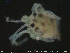 ( - HYDCA188)  @11 [ ] Creative Commons  Attribution Non-Commercial Share-Alike (2019) NTNU University Museum, Department of Natural History NTNU University Museum, Department of Natural History