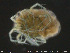  ( - HYDCA189)  @11 [ ] Creative Commons  Attribution Non-Commercial Share-Alike (2019) NTNU University Museum, Department of Natural History NTNU University Museum, Department of Natural History