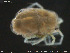  ( - HYDCA189)  @11 [ ] Creative Commons  Attribution Non-Commercial Share-Alike (2019) NTNU University Museum, Department of Natural History NTNU University Museum, Department of Natural History