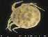  ( - HYDCA192)  @11 [ ] Creative Commons  Attribution Non-Commercial Share-Alike (2019) NTNU University Museum, Department of Natural History NTNU University Museum, Department of Natural History