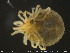  ( - HYDCA195)  @11 [ ] Creative Commons  Attribution Non-Commercial Share-Alike (2019) NTNU University Museum, Department of Natural History NTNU University Museum, Department of Natural History
