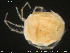  ( - HYDCA208)  @11 [ ] Creative Commons  Attribution Non-Commercial Share-Alike (2019) NTNU University Museum, Department of Natural History NTNU University Museum, Department of Natural History