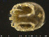  ( - HYDCA221)  @11 [ ] Creative Commons  Attribution Non-Commercial Share-Alike (2019) NTNU University Museum, Department of Natural History NTNU University Museum, Department of Natural History
